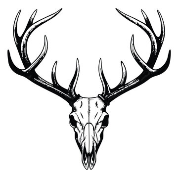 deer head vector