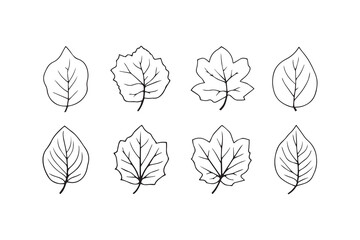 Set of 6 pec in two row  Cinnamon  Leaf line art on white background 