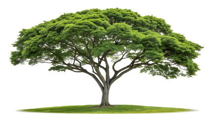 Obraz premium Tree Isolated on White Background – Simple Nature Illustration.