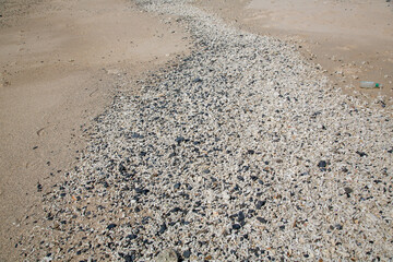 奄美大島の自然、珊瑚砂。