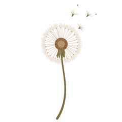 Delicate dandelion puff drifting seeds in minimalist style, fragility