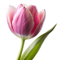 a single pink tulip with delicate slightly overla