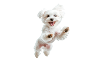 Happy white dog jumping isolated on transparent background