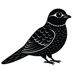nightjar vector