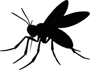 mosquito isolated on white background 