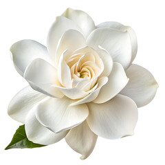 pristine white gardenia flower isolated on transparent background 