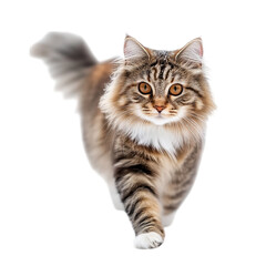 Obraz premium Brown tabby maine coon cat walking cute fluffy pet animal domestic feline isolated on black background image on transparent background