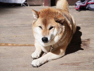 柴犬