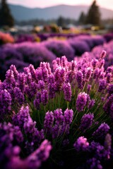 Fototapeta premium Lavenders bloom in a vibrant purple field at sunset