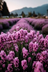 Obraz premium Fields of lavender bloom at sunset in a valley