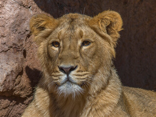 Löwin im Tiergarten