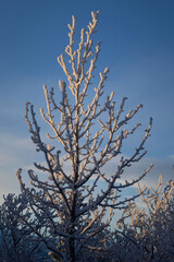 Sun shining on snowy tree in Alaska