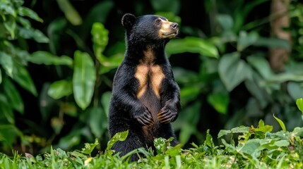 Obraz premium Curious Black Bear Standing Among Lush Green Foliage in Nature