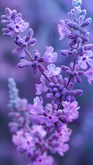 Obraz premium close up of lilac branch