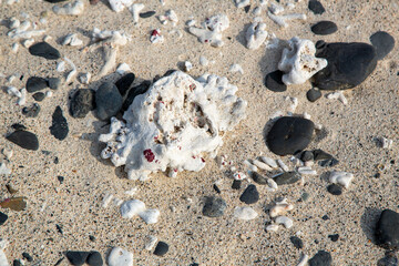 奄美大島の自然、珊瑚礁の島、珊瑚砂、ビーチ。