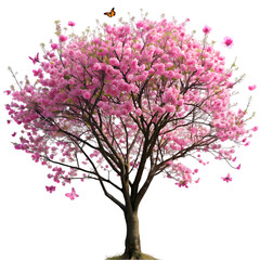 Fototapeta premium Pink Cherry Blossom Tree Spring Nature Image on transparent background