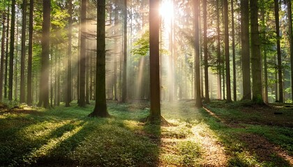 Sunlight streaming through trees in a serene forest, creating a peaceful atmosphere.