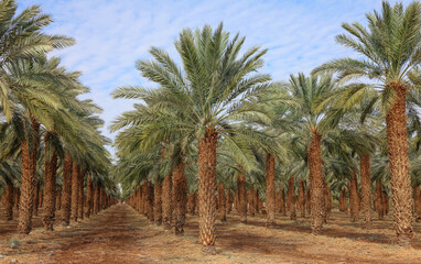 Date palm trees in Mediterranean date palm plantation