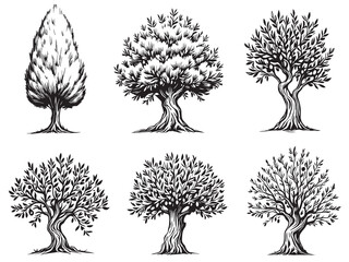 Olive Tree Simple Botanical Drawing