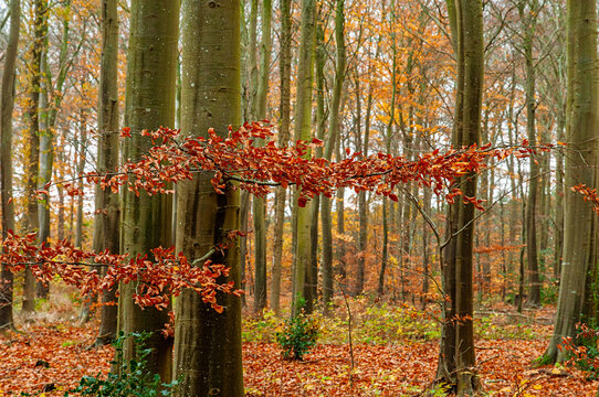 A tranquil forest showcases trees with rich autumn leaves, highlighting the beauty of fall in a peaceful natural setting.