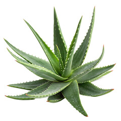 aloe vera plant isolated on white background
