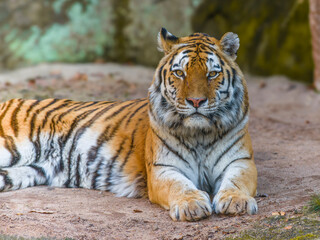 Tiger - Sumatratiger