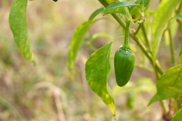 fresh green chili on plant closeup, chili plants in organic farming, Chilies closeup in field, Green chili plant in a farmer's field, Ripe green chili on a plant in Chakwal, Punjab, Pakistan