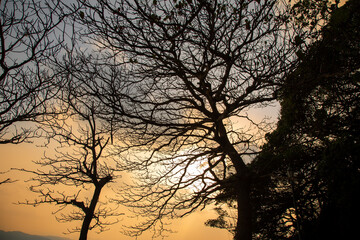 奄美大島の自然、夕景、シルエット。