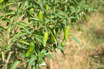 fresh green chili on plant closeup, chili plants in organic farming, Chilies closeup in field, Green chili plant in a farmer's field, Ripe green chili on a plant in Chakwal, Punjab, Pakistan