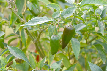 fresh green chili on plant closeup, chili plants in organic farming, Chilies closeup in field, Green chili plant in a farmer's field, Ripe green chili on a plant in Chakwal, Punjab, Pakistan