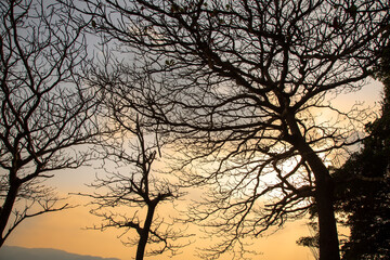 奄美大島の自然、夕景、シルエット。
