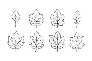 Set of 6 pec in two row  Devil Tree leaf line art on white background