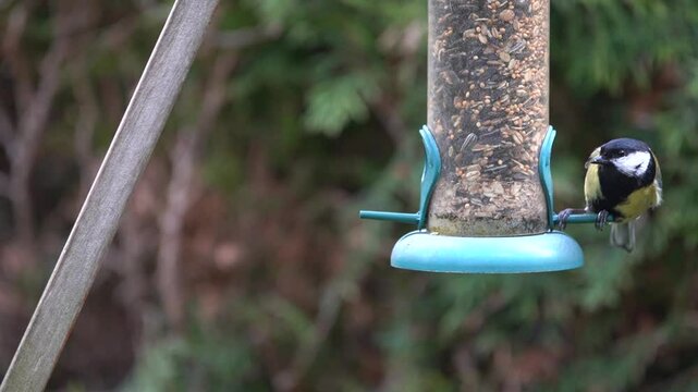 great tit at the feeder in the garden
