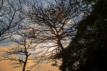 奄美大島の自然、夕景、シルエット。