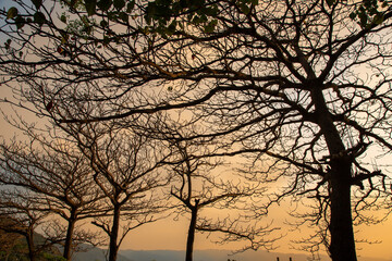 奄美大島の自然、夕景、シルエット。