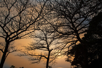 奄美大島の自然、夕景、シルエット。