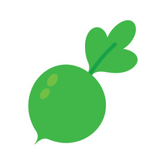 Fresh radish isolated vector art illustration