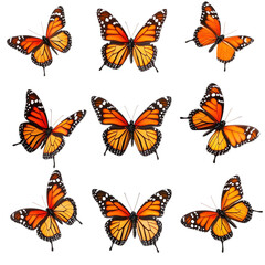 Monarch butterflies flying beautiful orange butterfly pattern on black background art print wallpaper design on transparent background