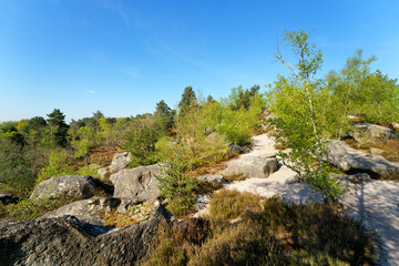 Grands-Avaux forest in the French Gâtinais Regional Nature Park