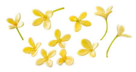a set of sweet osmanthus flowers isolated on white background.