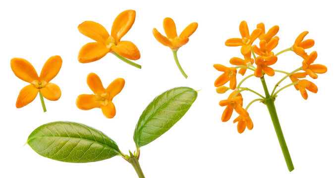 sweet osmanthus flowers with leaf isolated on white background.