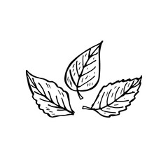 Three leaves hand-drawn vector plant nature logo icon concept.