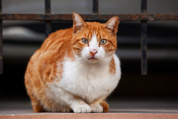 Red street cat with a scratched nose.