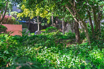 Light and shadow under the green trees and grass in the corner of the city