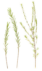 branches and leaves of Baeckea frutescens on white background.