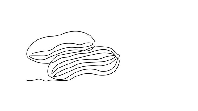 Abstract Walnut Beans Peanuts, Self drawing animation one continuous line draw, logo