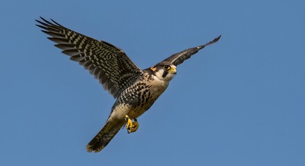 Obraz premium Falcon Soaring in Blue Sky Majestic Bird in Flight