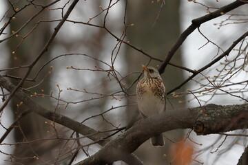 A thrush on a linden branch in mid-April