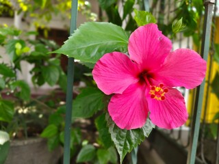 beautiful blooming hibiscus flowers