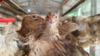 Quails in a poultry farm in a traditional cage